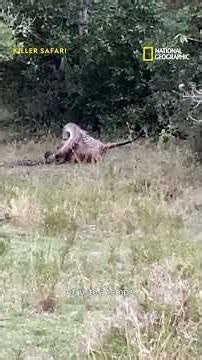 Combat à mort : un python contre un léopard adulte