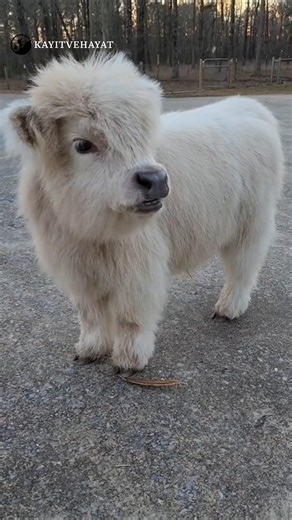 Cute Calf (Cow) Sounds 🥹😍 #villagelife #farm #cuteanimals #animalsounds #Jersey #viral #natural