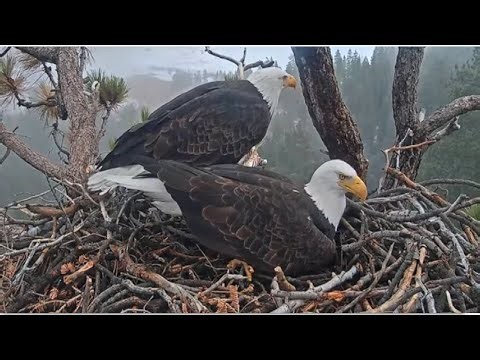 JACKIE PANCAKES & SHADOW BRINGS TALONS FULL OF FLUFF! 🌿 🌿 Big Bear Bald Eagles 💕 FOBBVCAM 1.3.26