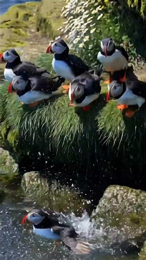 He Refuses to Fly — He Hops the Rocks Instead! 🪨 | Atlantic Puffin