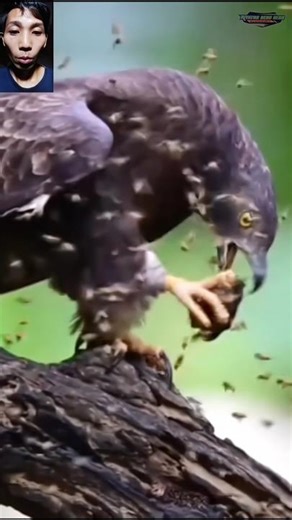 Eagle vs Wasp: Who Wins This Fight?#eagle #wasp #animalfight