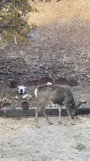 Deer Mating Season!
