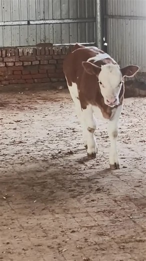 Big Simmental Bull: A Glimpse of the Massive Cattle Breed