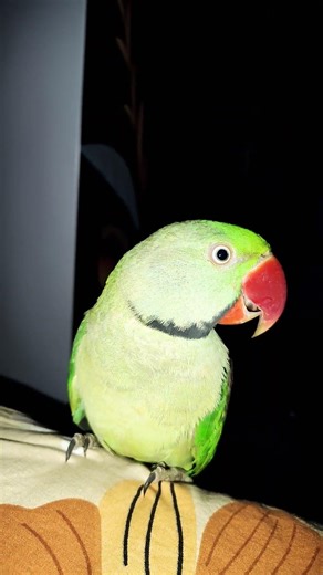 #talkingparot #trending