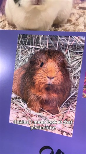Mason's Caves 2027 Guinea Pig Calendar: Order & Shipping Update