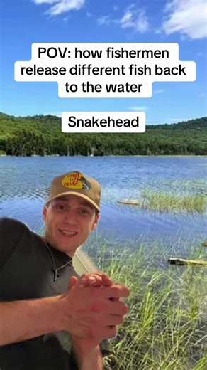 POV this is how different fishermen release fish back in the water like bass snakehead and walleye even trout #fishtok #fish #fishing #fishingtips #creatorsearchinsights