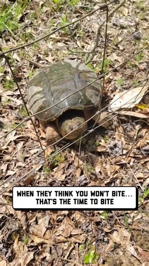 i learned why they're called snapping turtles 🐢 🤣