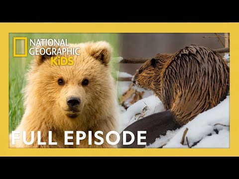 Relax Through the Seasons of America's National Parks 🎶 | 4K | 40 Minutes | @natgeokids