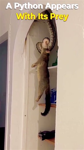 A Python Appears With Its Prey