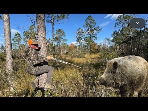 I’ve NEVER in my LIFE had this Happen, A Herd of Wild Hogs Chased Me Up a Tree! (Catch & Cook)