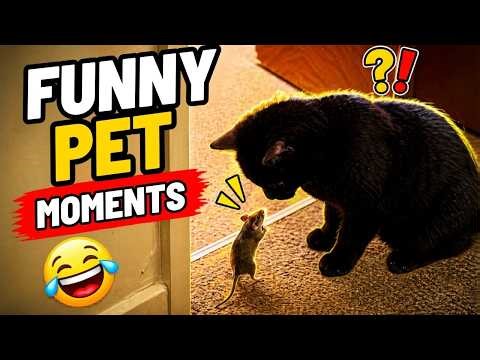 Funny Pet Moments Compilation | Try Not To Laugh 😂🐶 | WooGlobe
