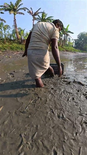 Incredible Hand Fishing Technique in Deep Mud! 🐟 #fishing