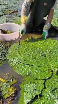 Incredible Harvesting Skills & Modern Farming Machines: Agriculture at the Next Level! 🚜🍎