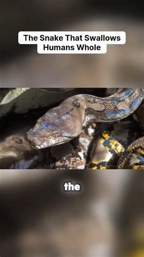 This Snake Doesn't Need Venom 😳