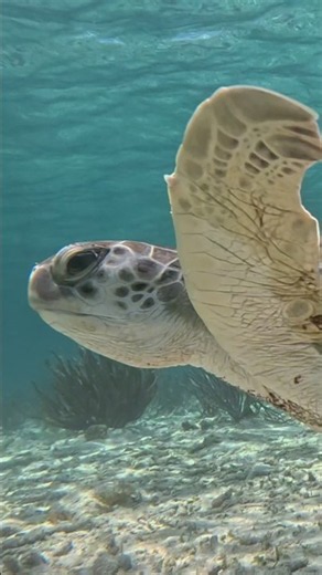Seagrass and turtles in Belize