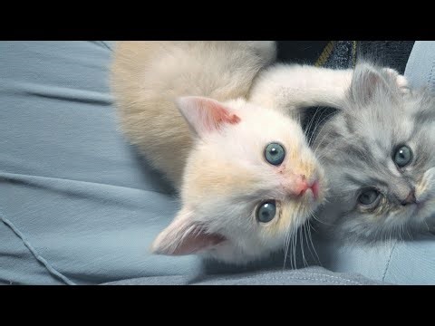 cute ragdoll kitten play moment