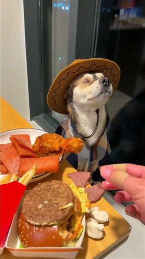 Dog: It's a perfect for me mommy and thanks for delicious food, This dog is really genius cute pet