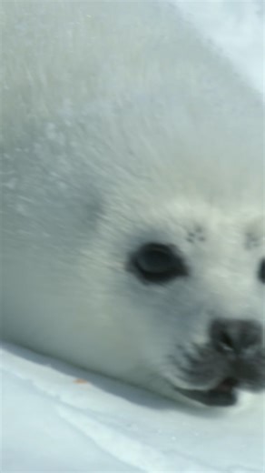 Baby seal's first swimming lesson! | Nature | PBS