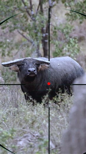 buffalo hunting | bufalo danzante | Büffeljagd | Caza de búfalos