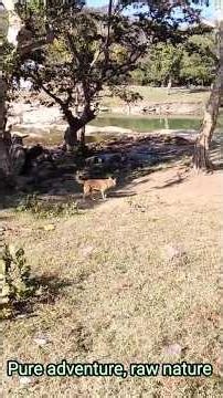 Dogs Enjoying a Peaceful Jungle Walk 🌲🐶 | Playful Barking & Fun Moments