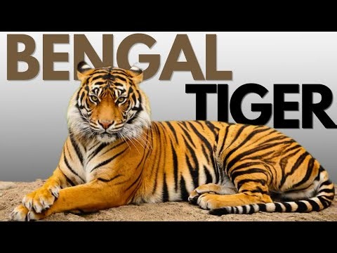 The Last Kings of the Jungle 🐅 | The Fight to Save Bengal Tigers |