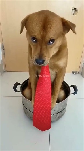 Excuse me, I'm your best friend #pet #funny #dog #shorts #shortvideos