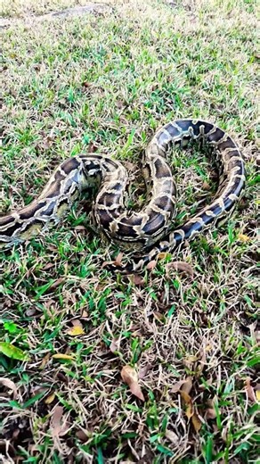 BURMESE Python Handling outside #reptiles #burmesepythons