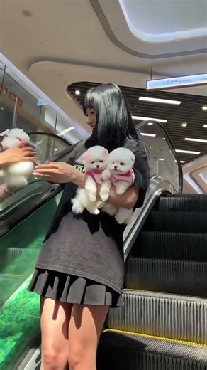 Every Person Falls for This Lovable Little Puppy#Teacup Dog #Pomeranian #Cute Pet