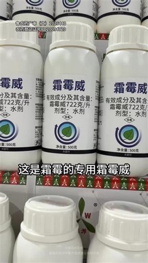 作物霜霉病难打？到底怎么治？用什么药效果好才能打住？#霜霉威#杀菌剂#三农