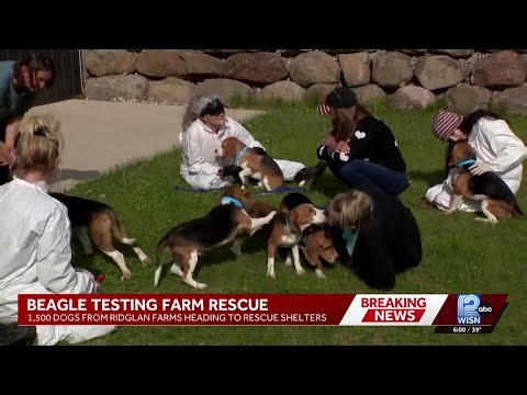 1,500 beagles rescued from Ridglan Farms