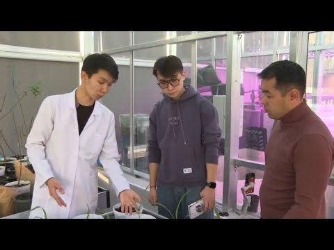 Новый сорт кукурузы и породу кур вывели студенты в Жетысу