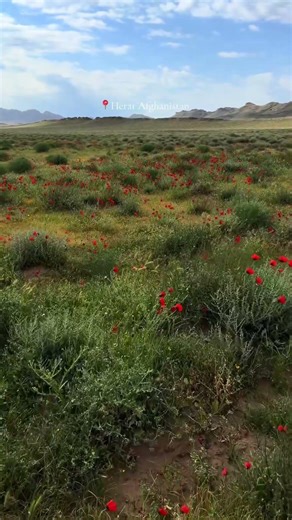 Hidden Beauty of Herat Province 🇦🇫 | Afghanistan’s Cultural Paradise #travel #afghanistan #herat
