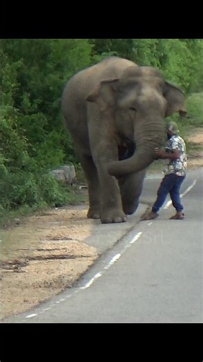 🐘 He Tried to Feed a Wild Elephant… The Elephant Had Other Plans! 😱⚠️