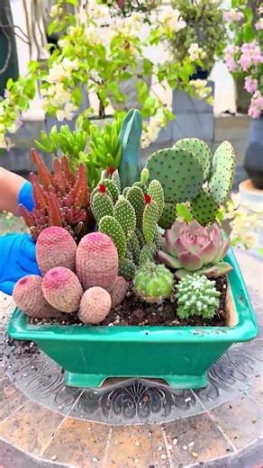 Cute & Creative Cactus DIY Ideas for Your Home 🌵