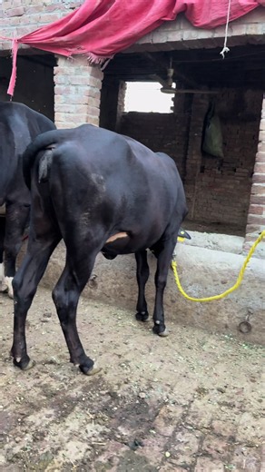 Beautiful bachdi - dairy cow short video