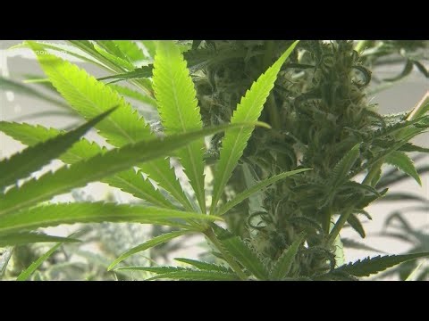 Researchers warn of risks tied to potent THC