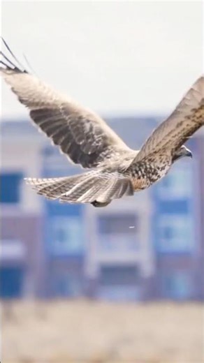 Falconry Red tail Hawks #falconry #redtailedhawks #shorts