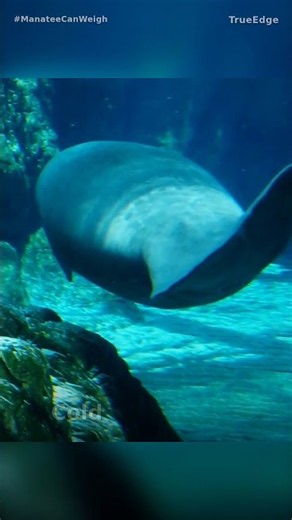 The 1,000-Pound Manatee's Strange Hidden Weakness