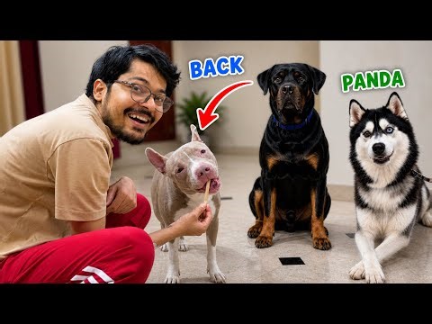 Oscar vaps aagya | Bully Dog vs Husky | Dog Can talk | Rottweiler | Review reloaded 