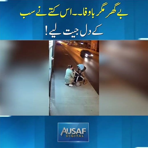 بے گھر مگر باوفا۔۔ اس کتے نے سب کے دل جیت لیے!