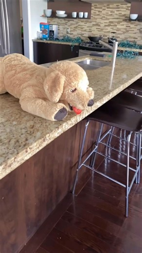 Sharing some of Sterlings older videos before he turns 8 on the 19th 🥺 this is when Stanley came and he was not impressed 😄 | Sterling Newton