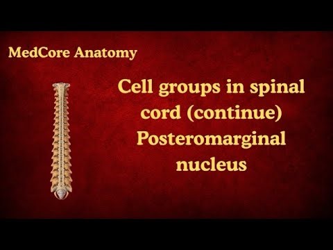 cell group in spinal cord (continuation) , posteromarginal nucleus #anatomy #spinalcord #medical