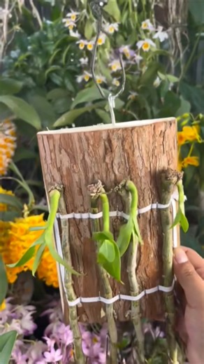 Secret tips! propagation orchid plants #orchid #garden #short 🌱🌱🌲🌱🌱