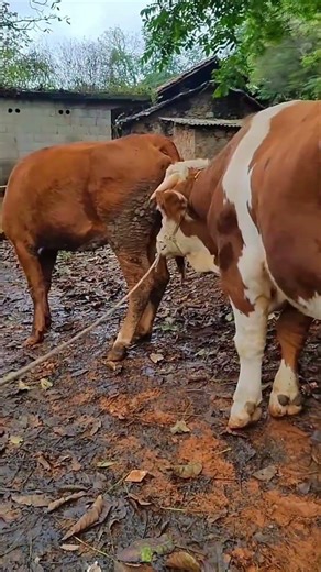 Daily life diary of a rural cattle farmer #51