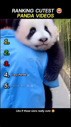 Ranking Cutest Panda Videos 🐼 #shorts #ranked #panda
