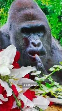 Harambe the gorilla was shot and killed 10 years ago today