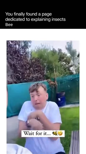 Explaining Insects 🦋 on Instagram: "Bees are not aggressive — instead, they are naturally curious creatures. When a bee flies close to a person, it is usually exploring its surroundings rather than showing hostility. Bright colors, sweet scents, perfumes, or even the smell of food can attract their attention, much like flowers do. Their movement around humans is often a way of gathering information. Bees rely heavily on smell and visual cues, so they may hover, circle, or briefly land to unders