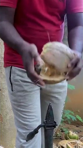 PROTEIN ALLOCATION PROTOCOL: Porcine Asset Liquidation & Technical Visual Sampling 🌑🔪🐖