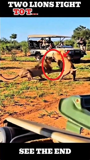 TWO LIONS FIGHT TO THE DEATH?💀🔥#shorts #animals