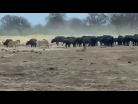 unlucky lion pride failed to hunt herd of buffaloes attacking video 